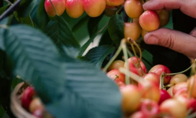Close up shot of a person hand picking cherries into a basket.