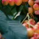 Close up shot of a person hand picking cherries into a basket.