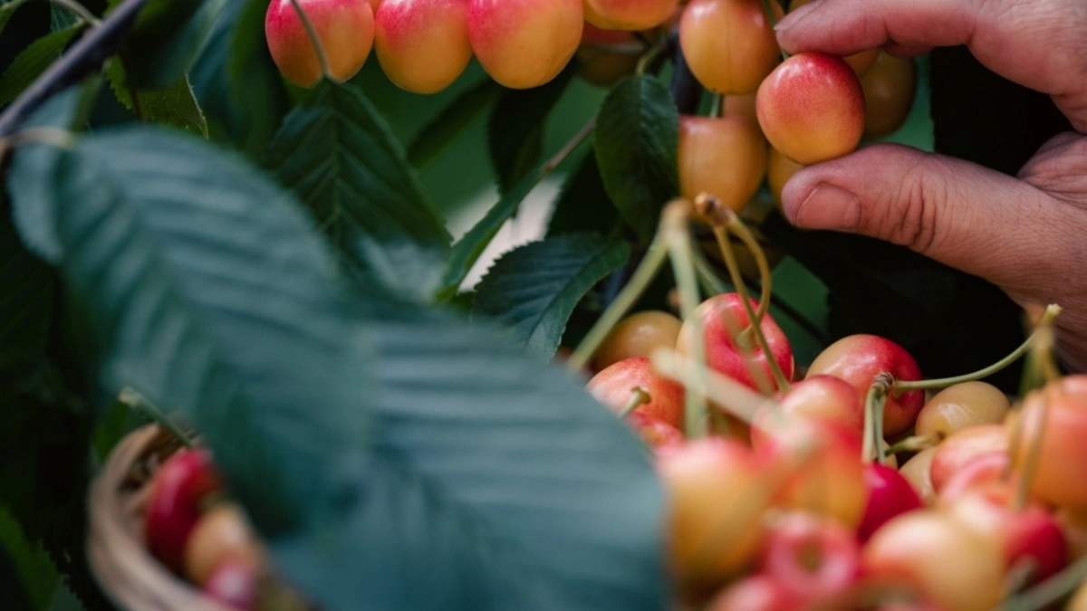 Close up shot of a person hand picking cherries into a basket.